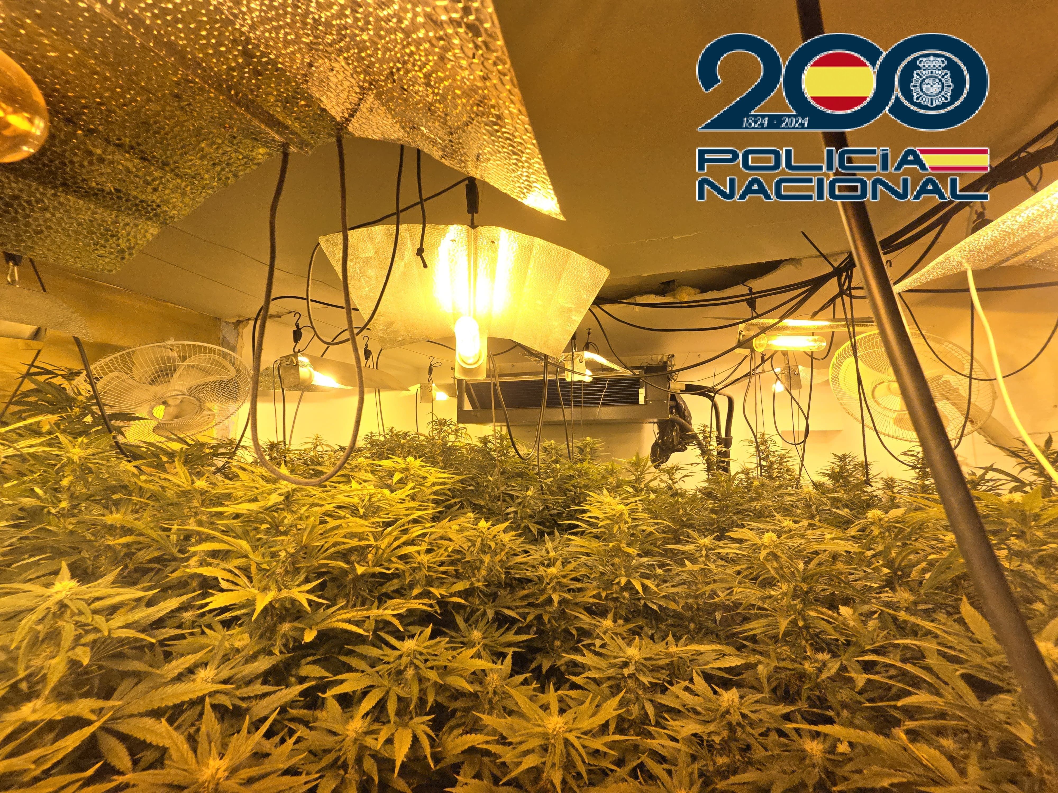 La Policía interviene 124 plantas de marihuana en una vivienda en La Línea
