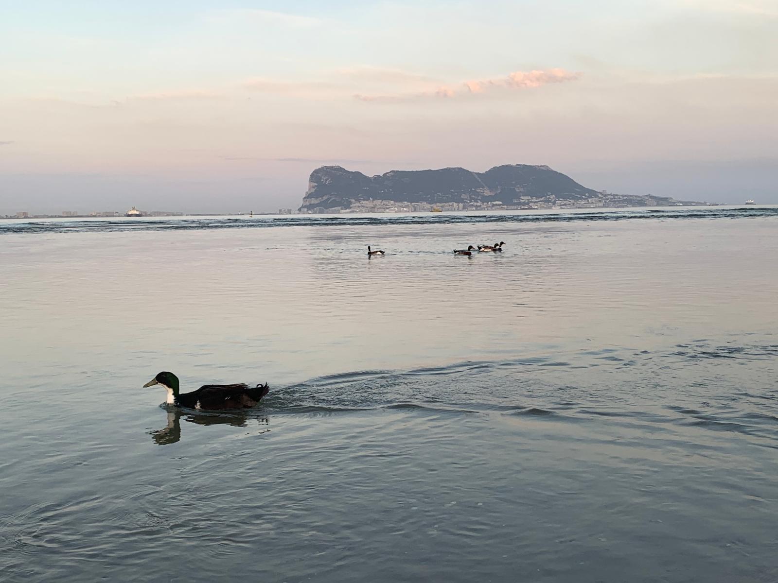 Vista del río y de la playa de Palmones. Vista del río y de la playa de Palmones.