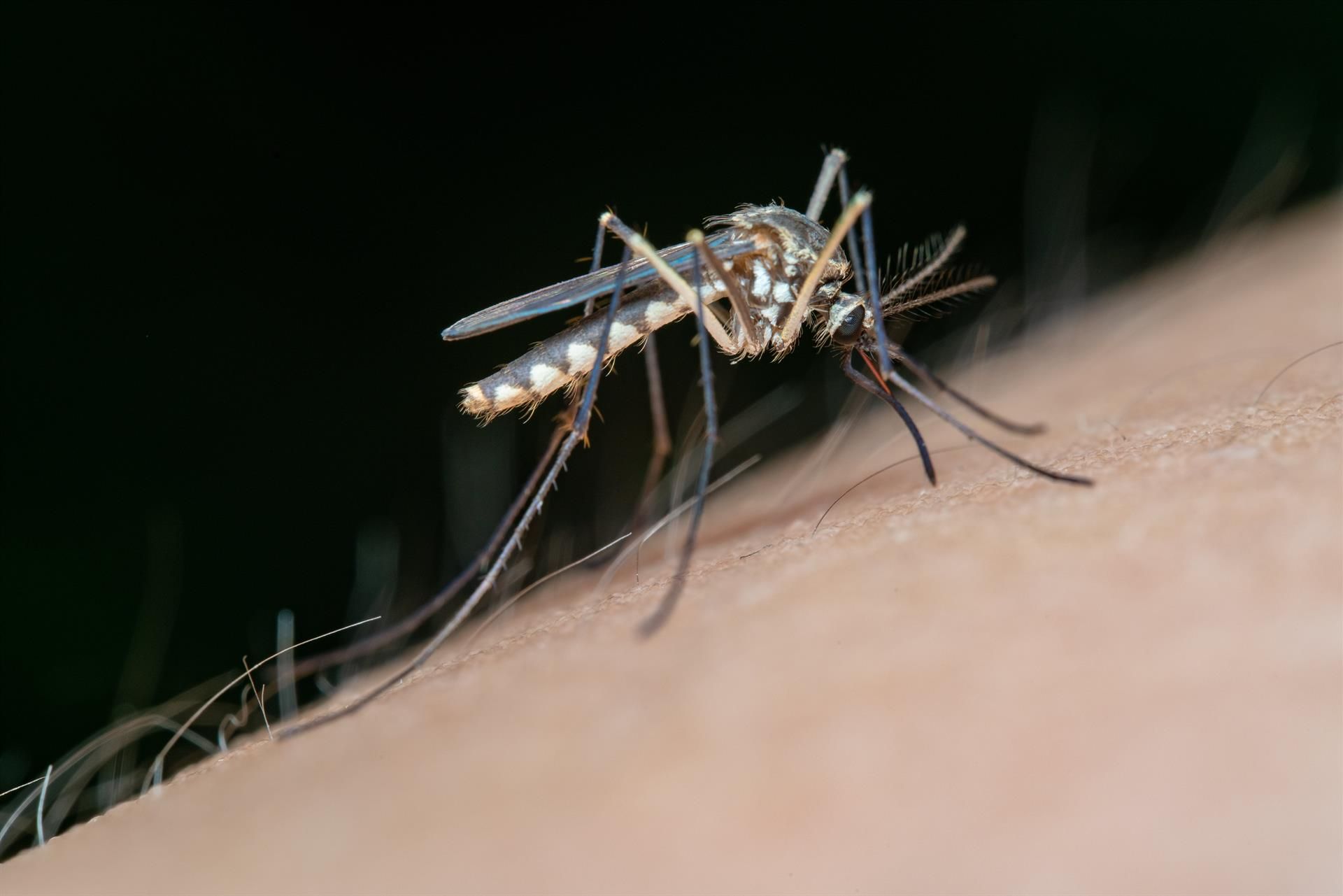 Mosquito transmisor del Virus del Nilo Occidental. - CONSEJERÍA DE SALUD 