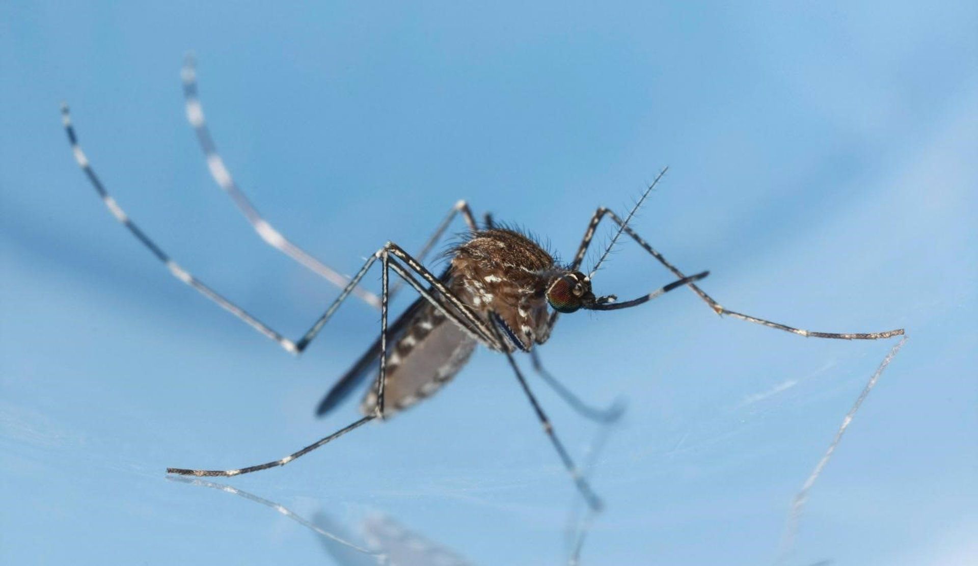 Mosquito Culex tarsalis. - JOSEPH BERGER, BUGWOOD.ORG - Archivo. Foto: Europa Press.