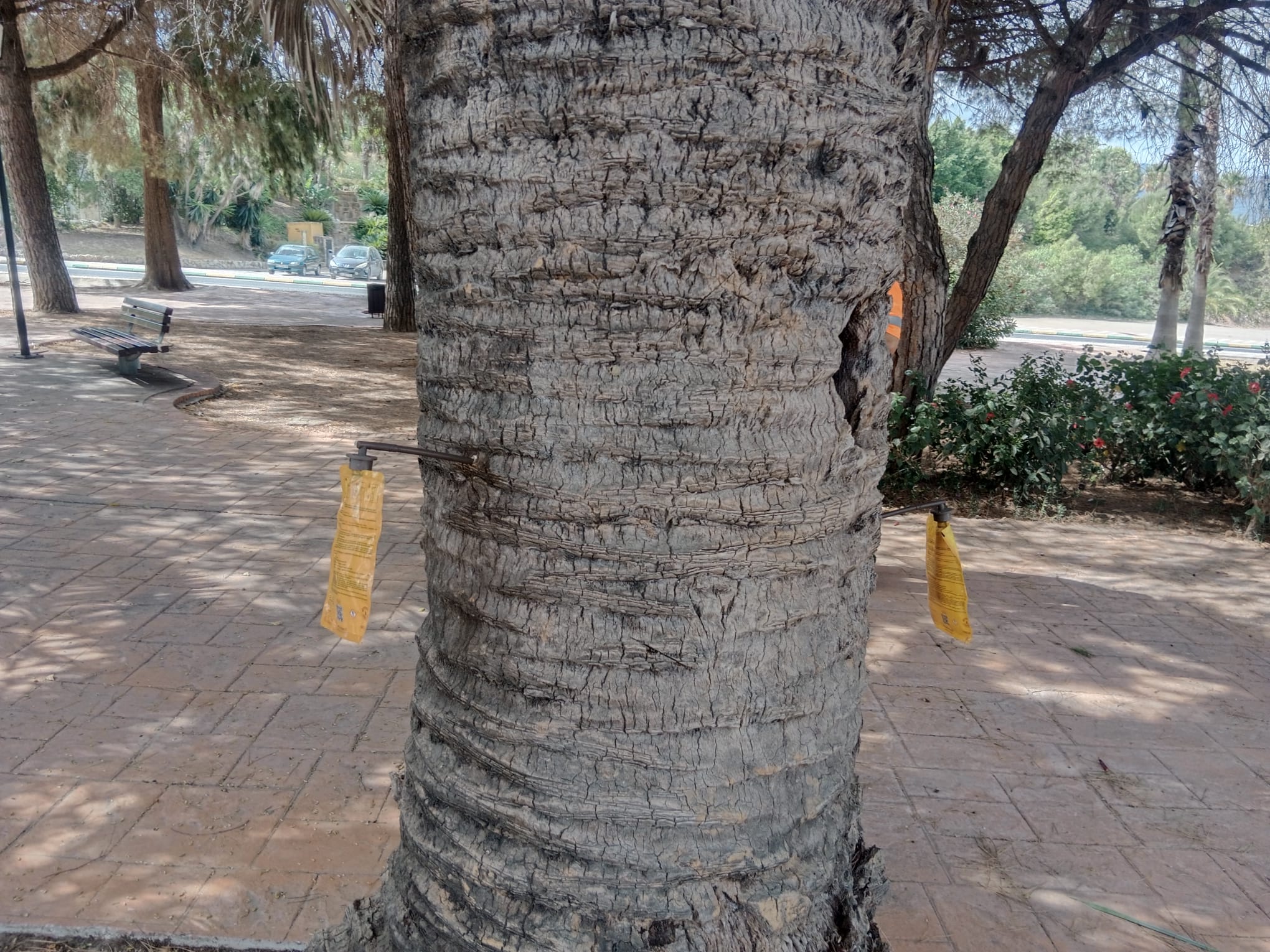 Esta intervención se ha llevado a cabo mediante una técnica avanzada de endoterapia, una solución eficaz y respetuosa con el medio ambiente que asegura el cuidado y la conservación de las palmeras.