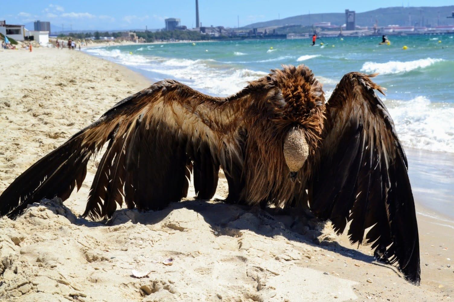 Alertan de la muerte de cientos de aves por el desmantelamiento del CREA de Algeciras