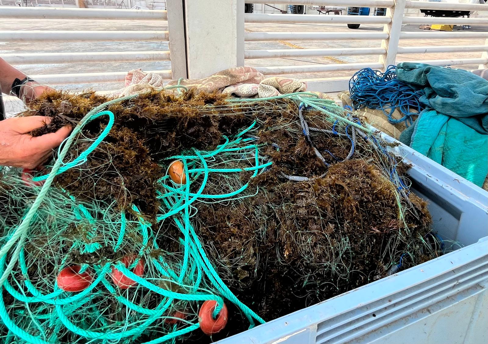 Un contenedor lleno de algas invasora, en el puerto pesquero de Tarifa. Foto: F.M. 