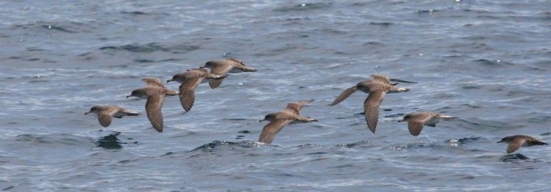 La migración de aves a través del Estrecho de Gibraltar: más de 260.000 ejemplares en tránsito. Foto: Pardelas cenicientas en migración. Autor: Pep Arcos-SEO/BirdLife