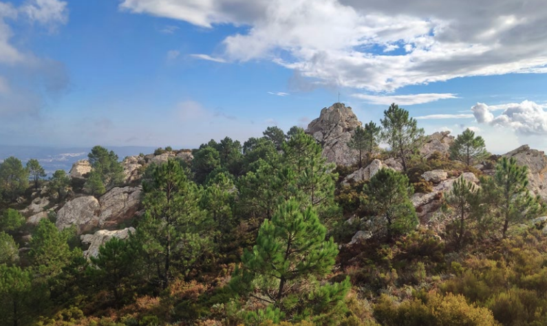 Estudio del potencial alelopático de subproductos forestales en el control de “malas hierbas”. Lámina 2. Pinar en una cresta del Parque Natural Los Alcornocales. Imagen de Fran Trujillo