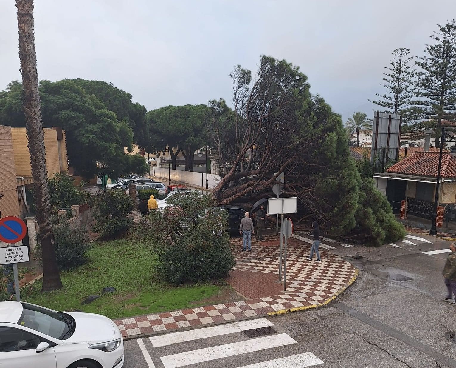 La caída de un pino en Los Barrios. El aviso naranja deja pocas incidencias en el Campo de Gibraltar