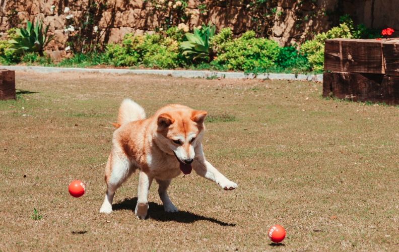 La revista Elle elige al Hotel SO/Sotogrande para una escapada exprés con tu mascota. Foto: SO/Sotogrande.