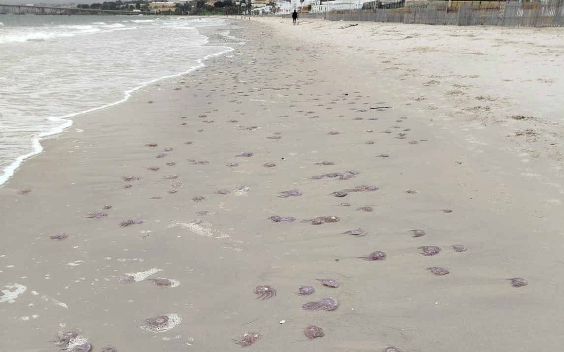 Cientos de medusas aparecen en la playa de El Rinconcillo, en Algeciras