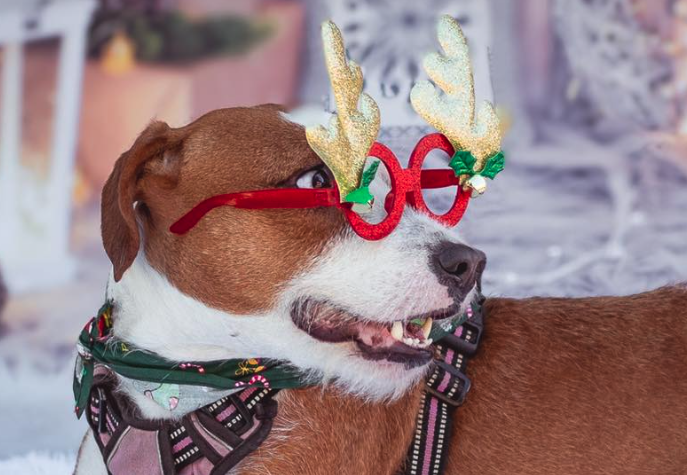 Un perro en el photocall de la pasada edición de 'Una Navidad Perruna'. Imagen de la asociación Cats and Dogs Chispa. Sorteos, mercadillo y photocall: vuelve 'Una Navidad Perruna' de la asociación Cats and Dogs Chispa