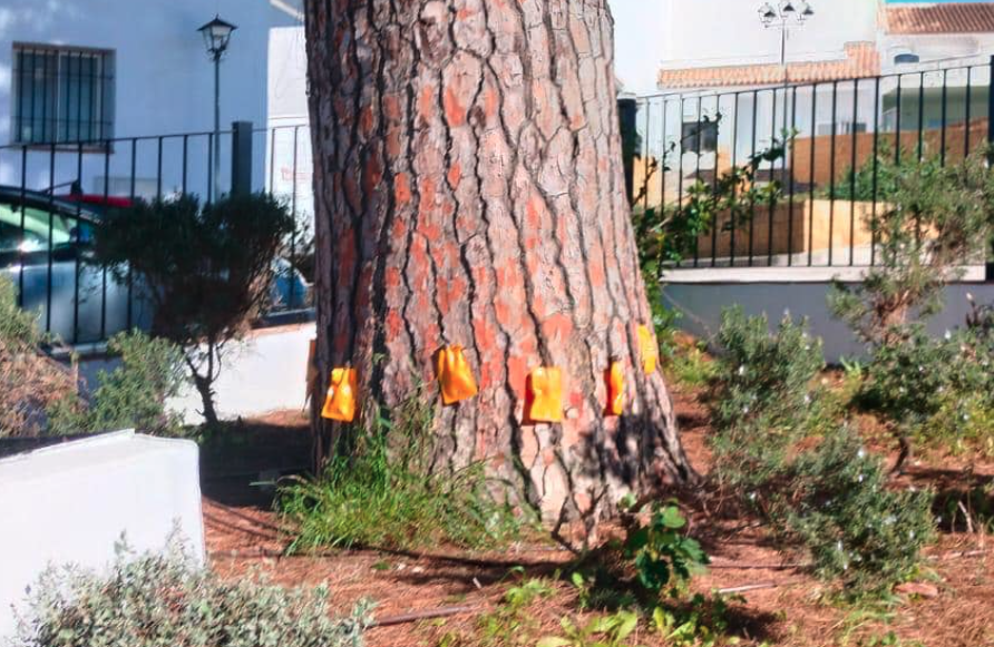 Imagen de un pino de Jimena tratado para evitar plagas de orugas procesionarias. Jimena realiza tratamientos para luchar contra las plagas de orugas procesionarias 
