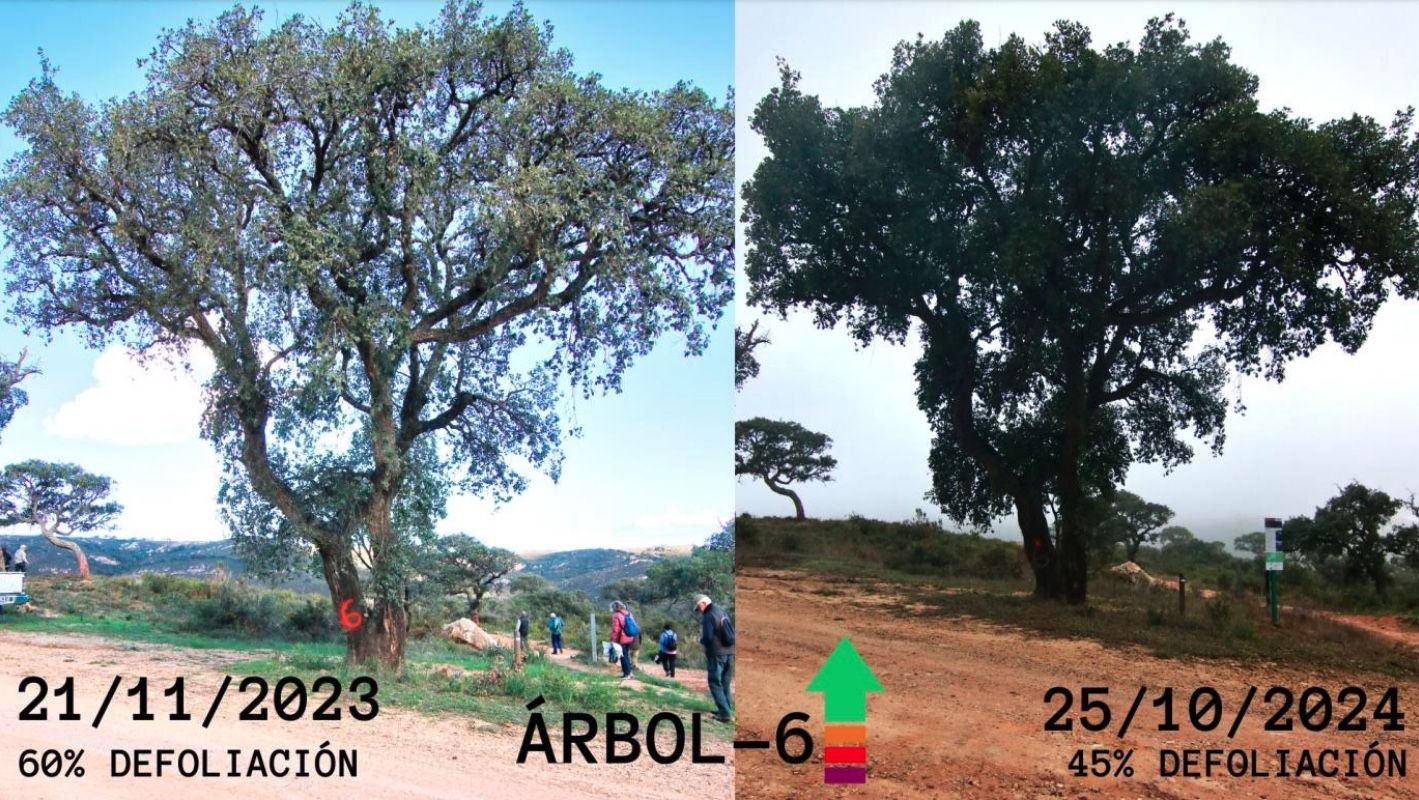 El proyecto para tratar la seca del alcornoque con alga invasora se ampliará a más árboles tras el éxito en seis ejemplares