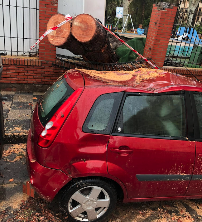 El dueño del coche aplastado por un árbol en Algeciras pide que el Ayuntamiento se responsabilice.