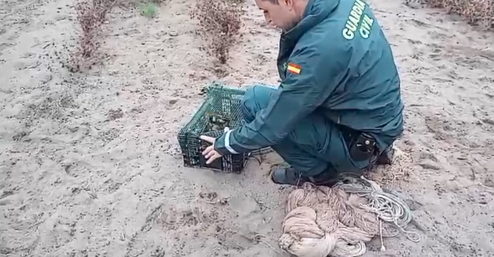 La Guardia Civil investiga a una persona en La Línea por la captura ilegal de 46 jilgueros.