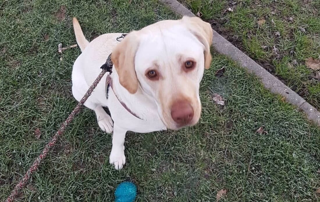 Colectivo Contra el Maltrato Animal alerta del "aumento de abandonos" y del "colapso" de los centros de acogida