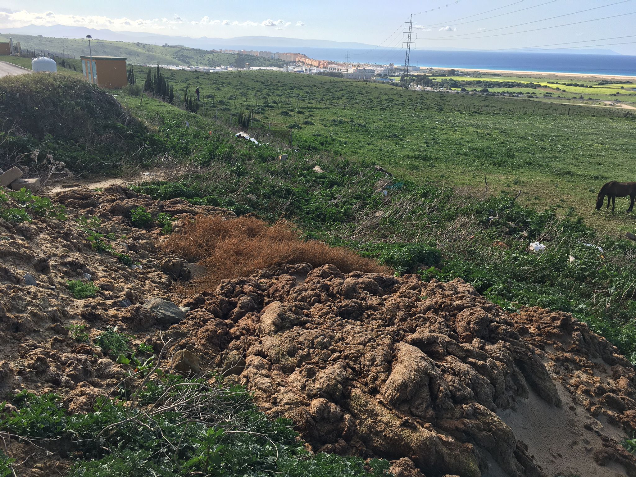 Denuncian un vertedero ilegal de alga invasora y otros restos en Tarifa. 