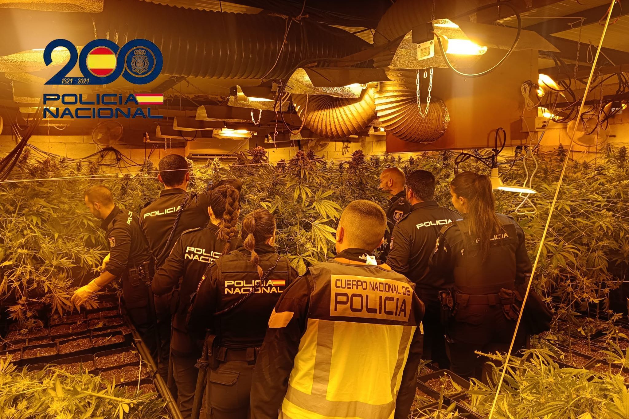 Desmantelada una plantación de 500 plantas de marihuana y detenidas tres personas en La Línea.