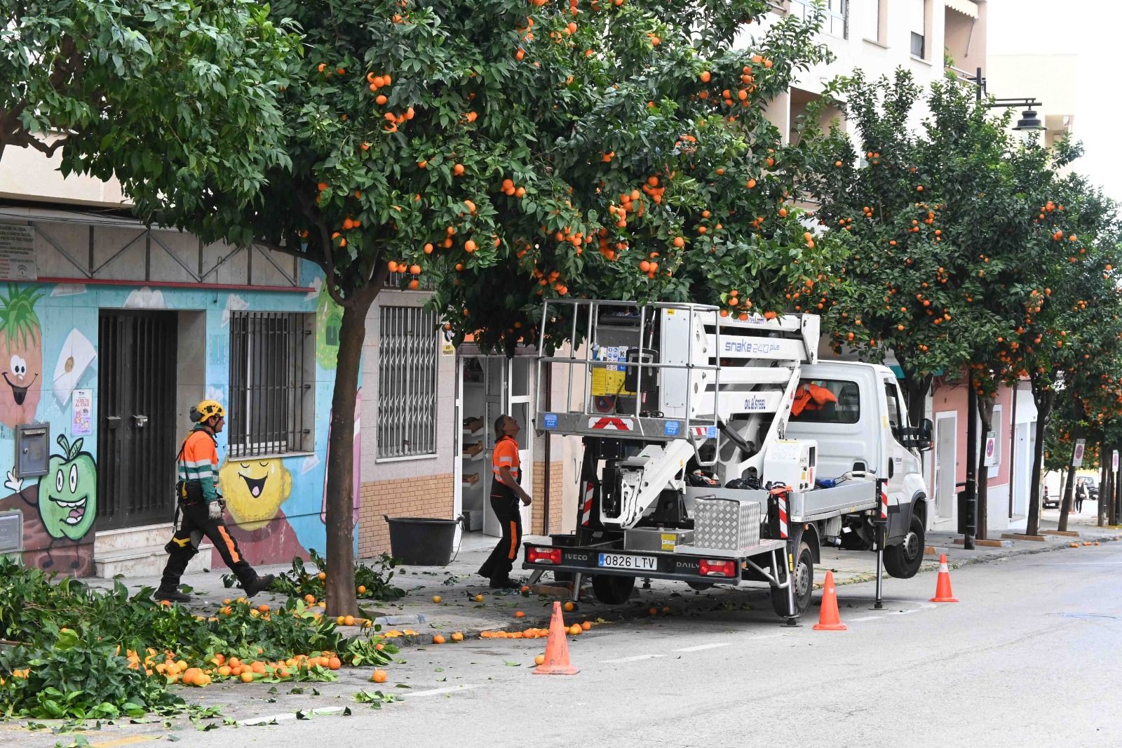 El Ayuntamiento retira las naranjas amargas caídas en las calles de Algeciras.