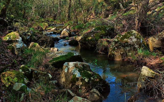 Imagen de la naturaleza de Los Barrios. Parque Natural Los Alcornocales, Valdeinfierno. Los Barrios presentará en FITUR su nueva marca turística 