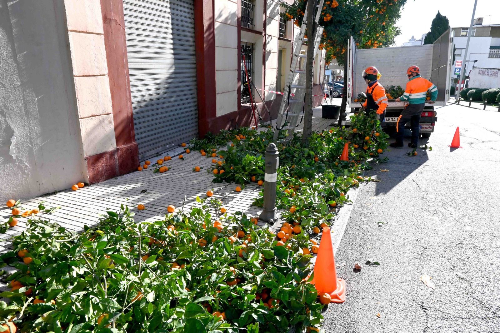 Algeciras recoge una media diaria de 2.000 kilos de naranjas amargas de la poda de árboles.