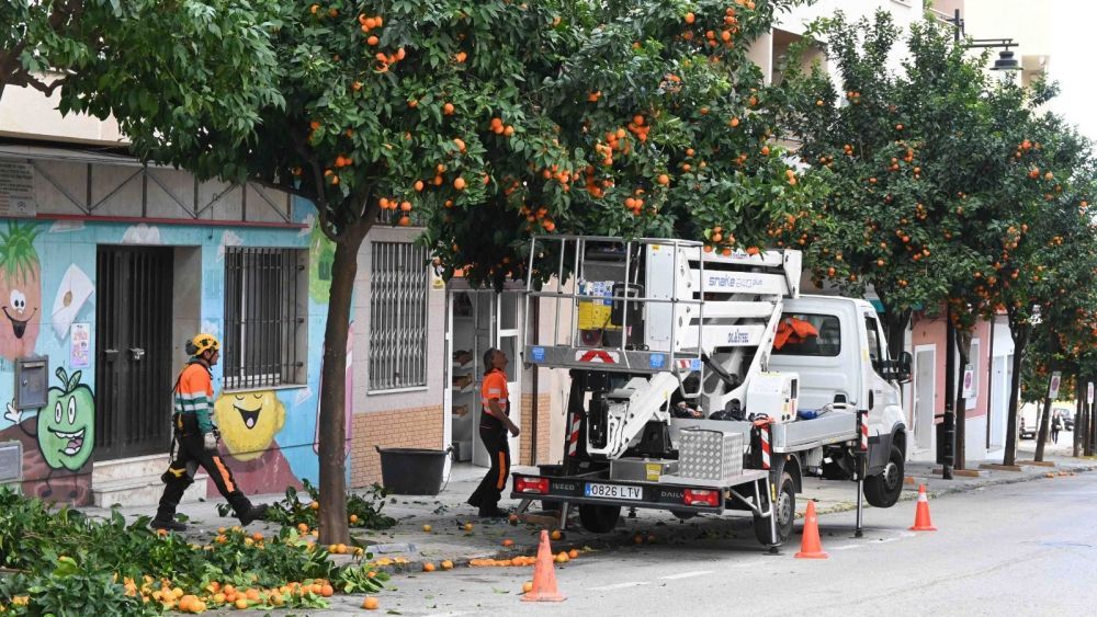 Operarios retiran naranjas amargas de las calles de Algeciras.