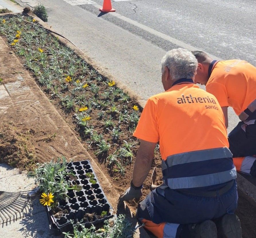 La Línea embellece la avenida España con 750 plantas en parterres.