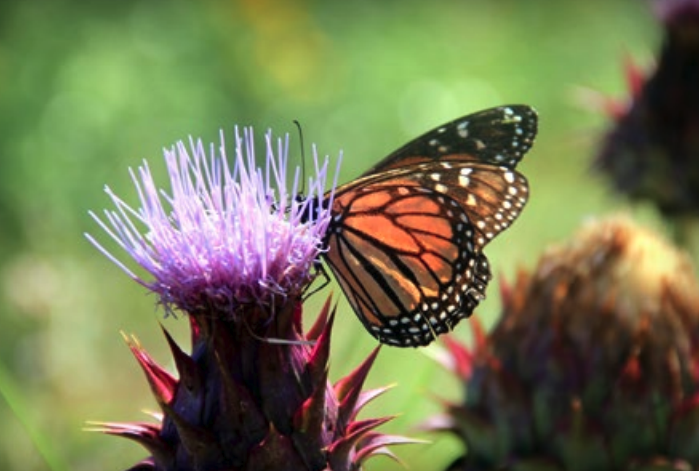Conocimiento y conservación de los polinizadores y lepidópteros del Parque Natural Los Alcornocales. Lámina 6. Mariposa monarca (Guadarranque enero 2020). Imagen del autor