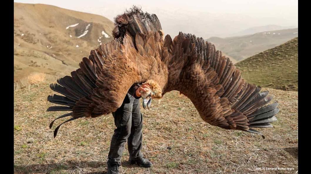 parque eolico muerte de aves