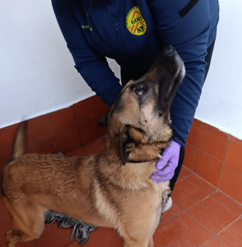 Tarifa acoge a un grupo de perros de la perrera de Los Barrios en instalaciones municipales.