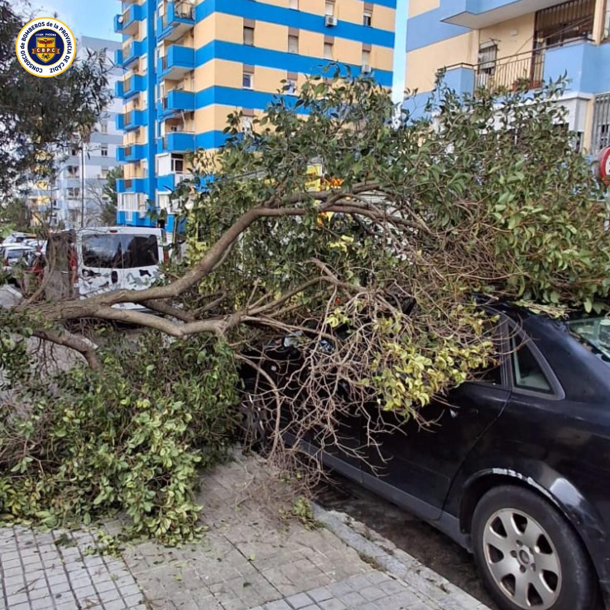 Un árbol cae sobre un coche en Algeciras. La borrasca Konrad provoca 20 intervenciones en la comarca relacionadas con el viento.