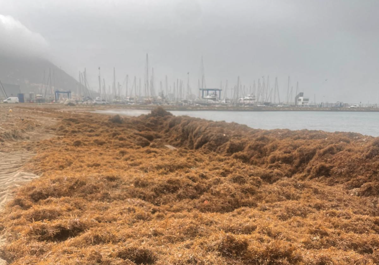 Retiran 22 toneladas de algas del litoral de Poniente de La Línea