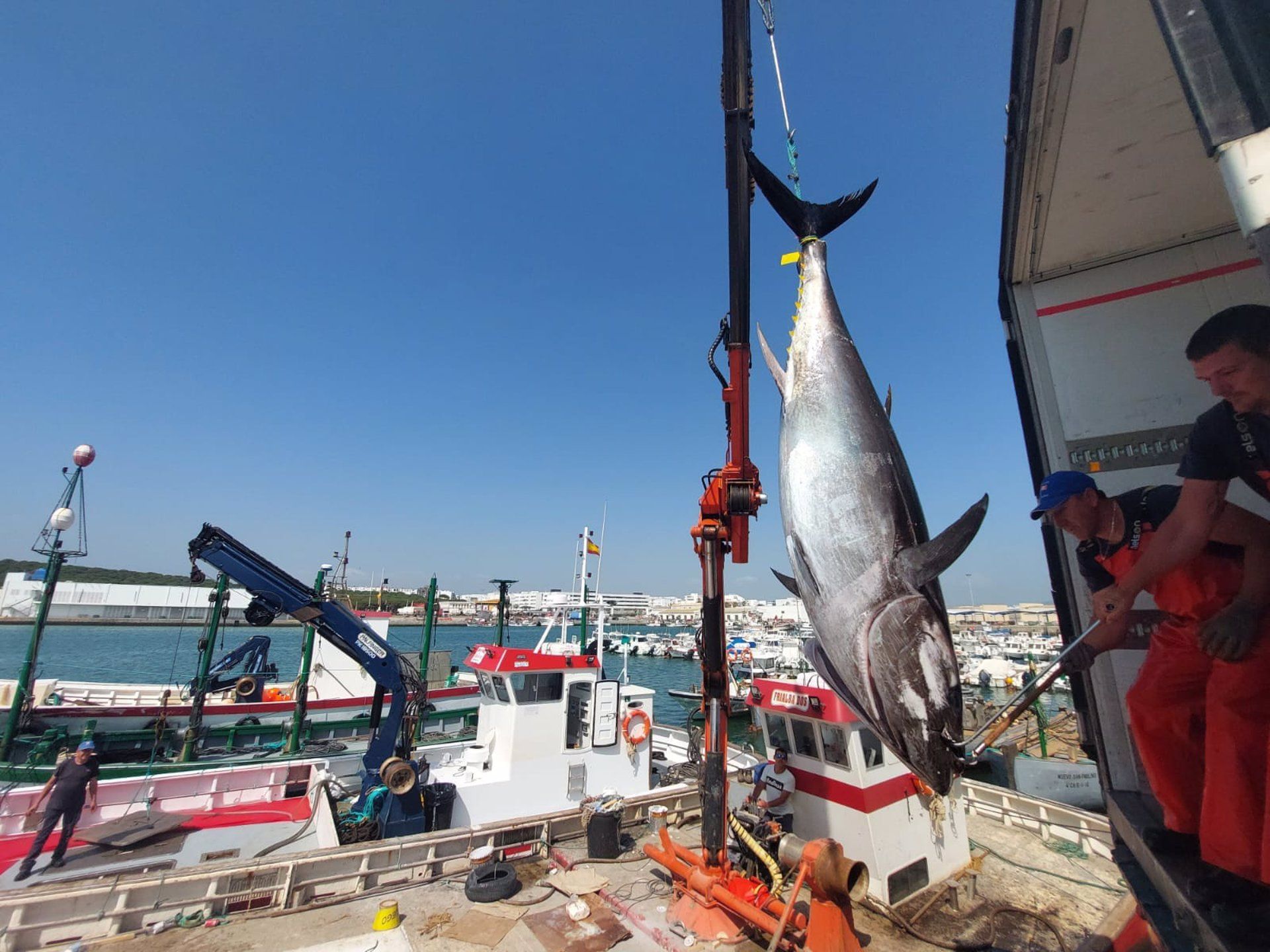 La flota artesanal de Cádiz llama "migajas" al reparto del atún rojo, con "tres empresas" con el 80% de cuota