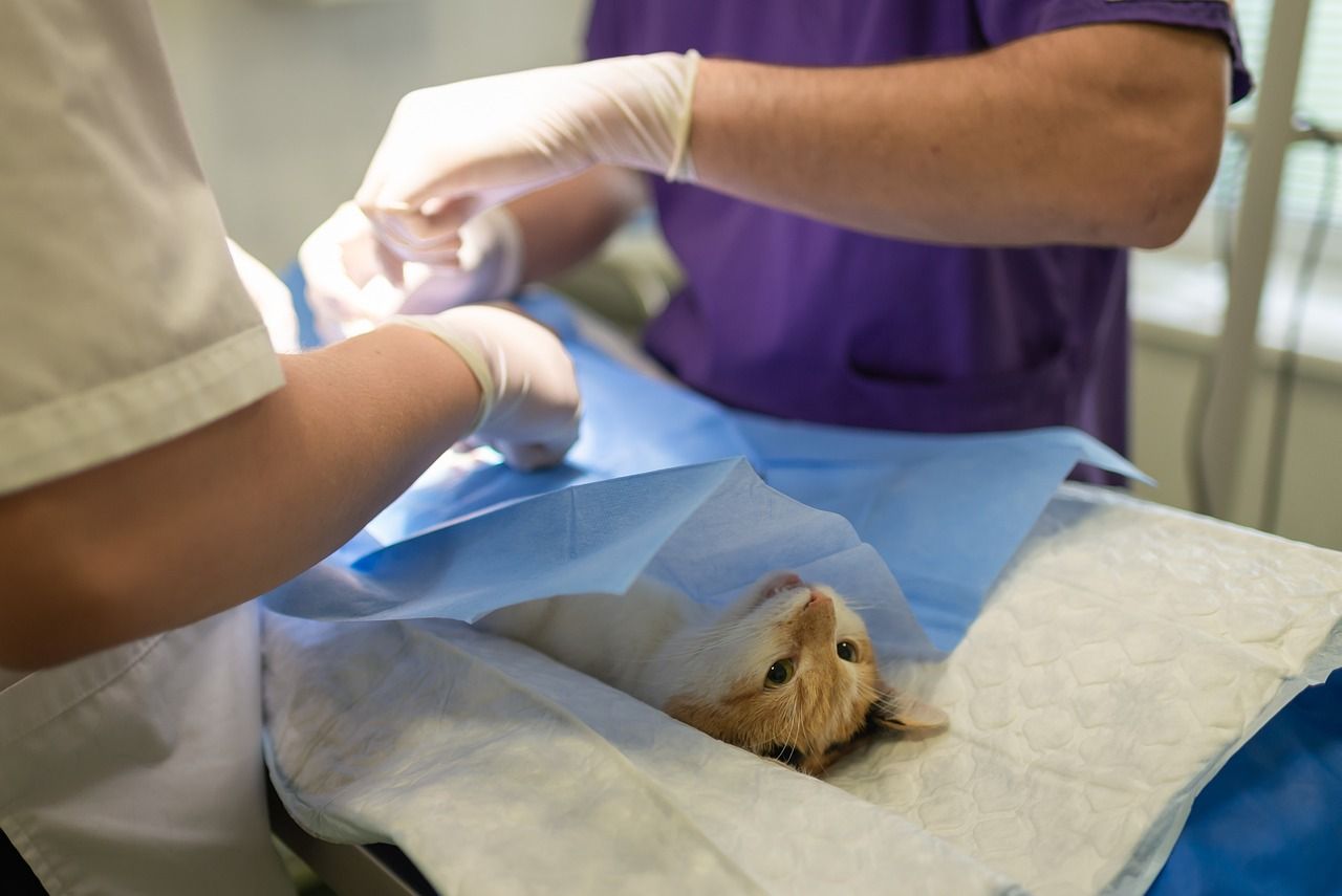 La Línea volverá a sacar a licitación el contrato con clínicas veterinarias para el control de colinias felinas. 
