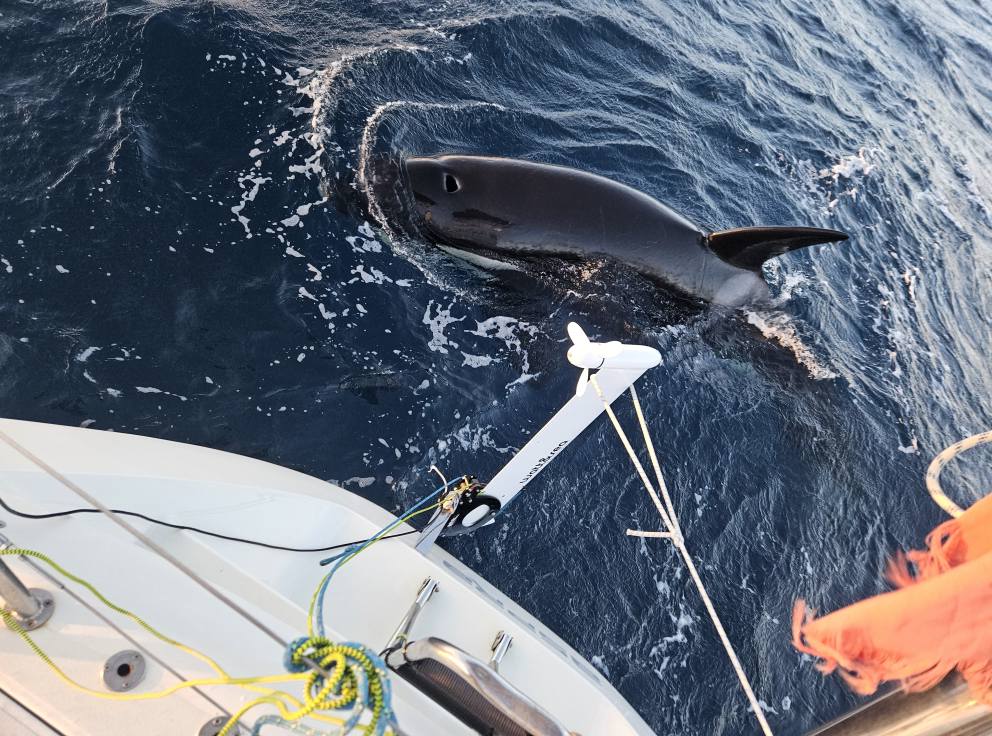 Ataque de las orcas.