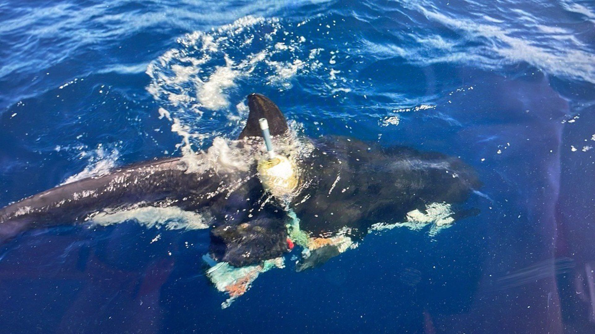 Orca enmallada - MITECO. Rescatan una orca enmallada en una boya y restos de pesca en el Estrecho de Gibraltar