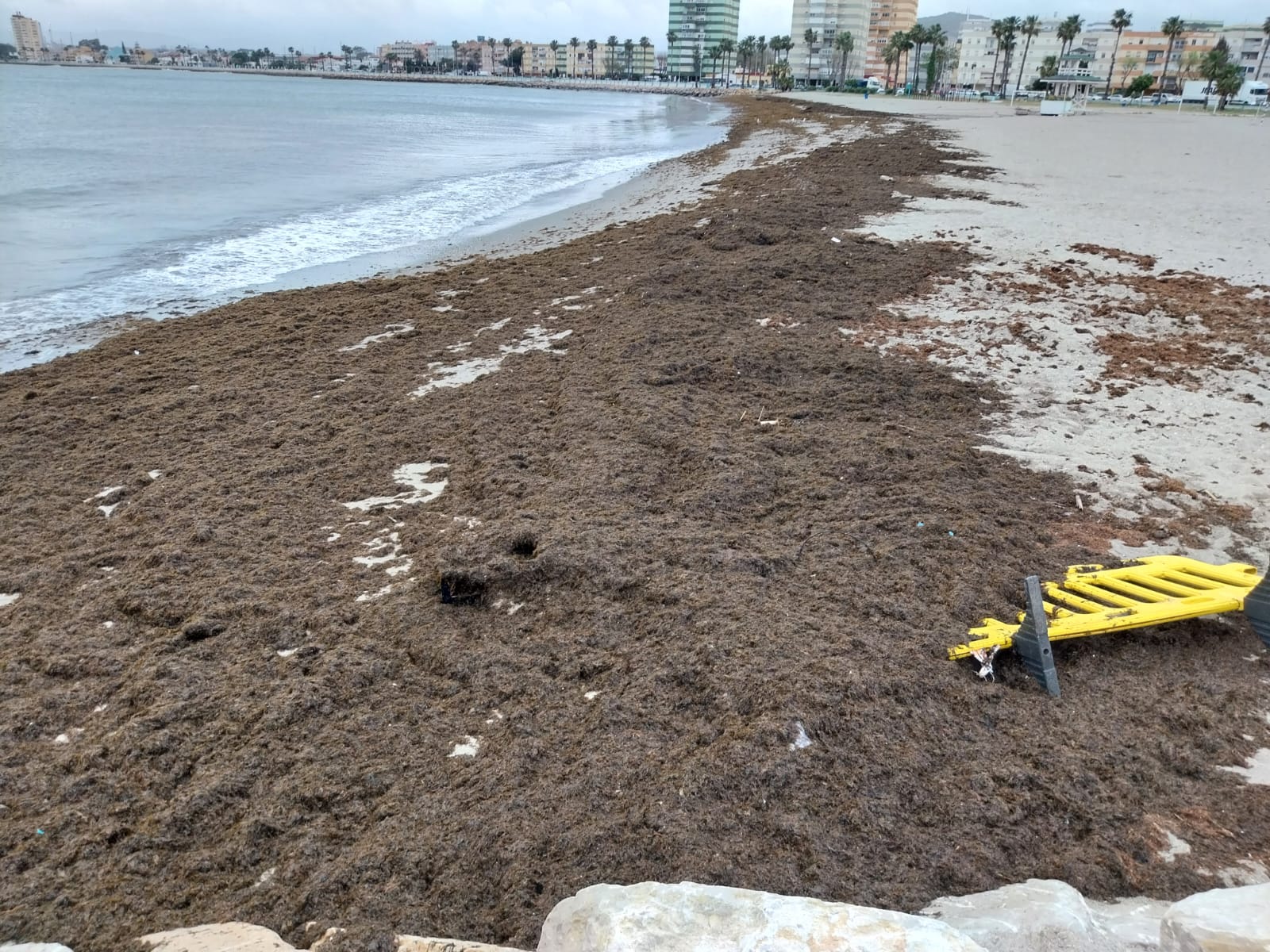 El fuerte temporal provoca nuevas acumulaciones de algas en la playa de Poniente de La Línea