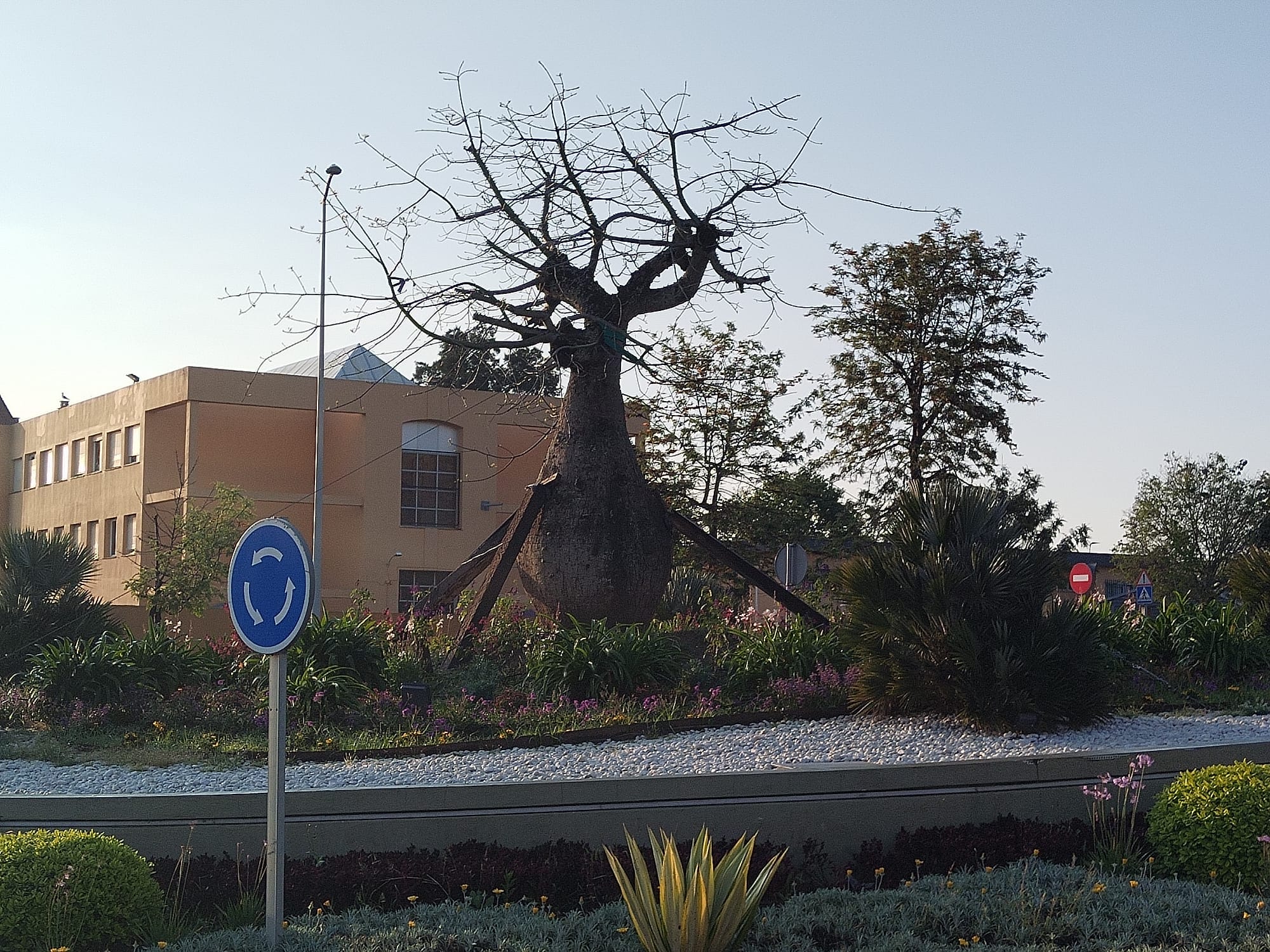 Estado de la ceiba de la rotonda de San José Artesano este viernes 2 de mayo. Foto: M.A.B./8Directo