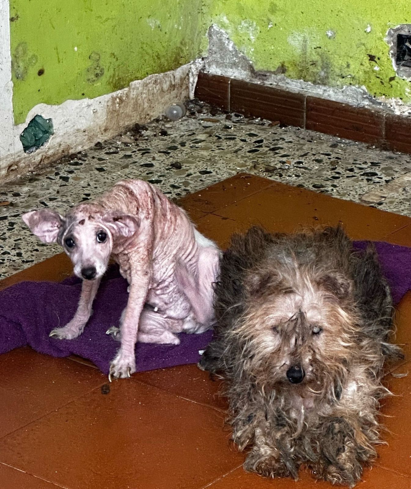 Imputado por abandonar a dos perros maltratados en una vivienda en La Bajadilla.