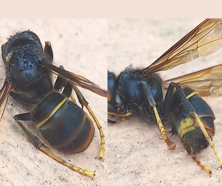 Avispa asiática en el Campo de Gibraltar. Foto: 8Directo.