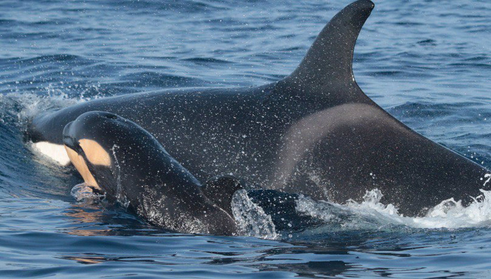 Los contactos entre orcas y embarcaciones en el Estrecho se redujeron un 40% en 2024. 