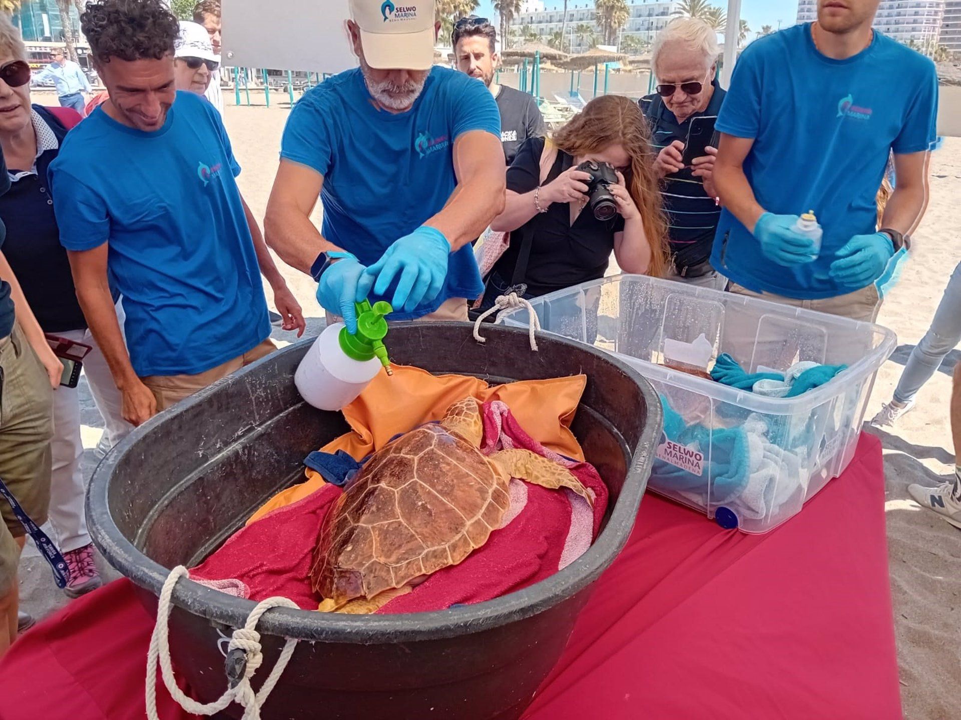 Sueltan en Torremolinos dos tortugas boba recuperadas en el Cegma de Algeciras.