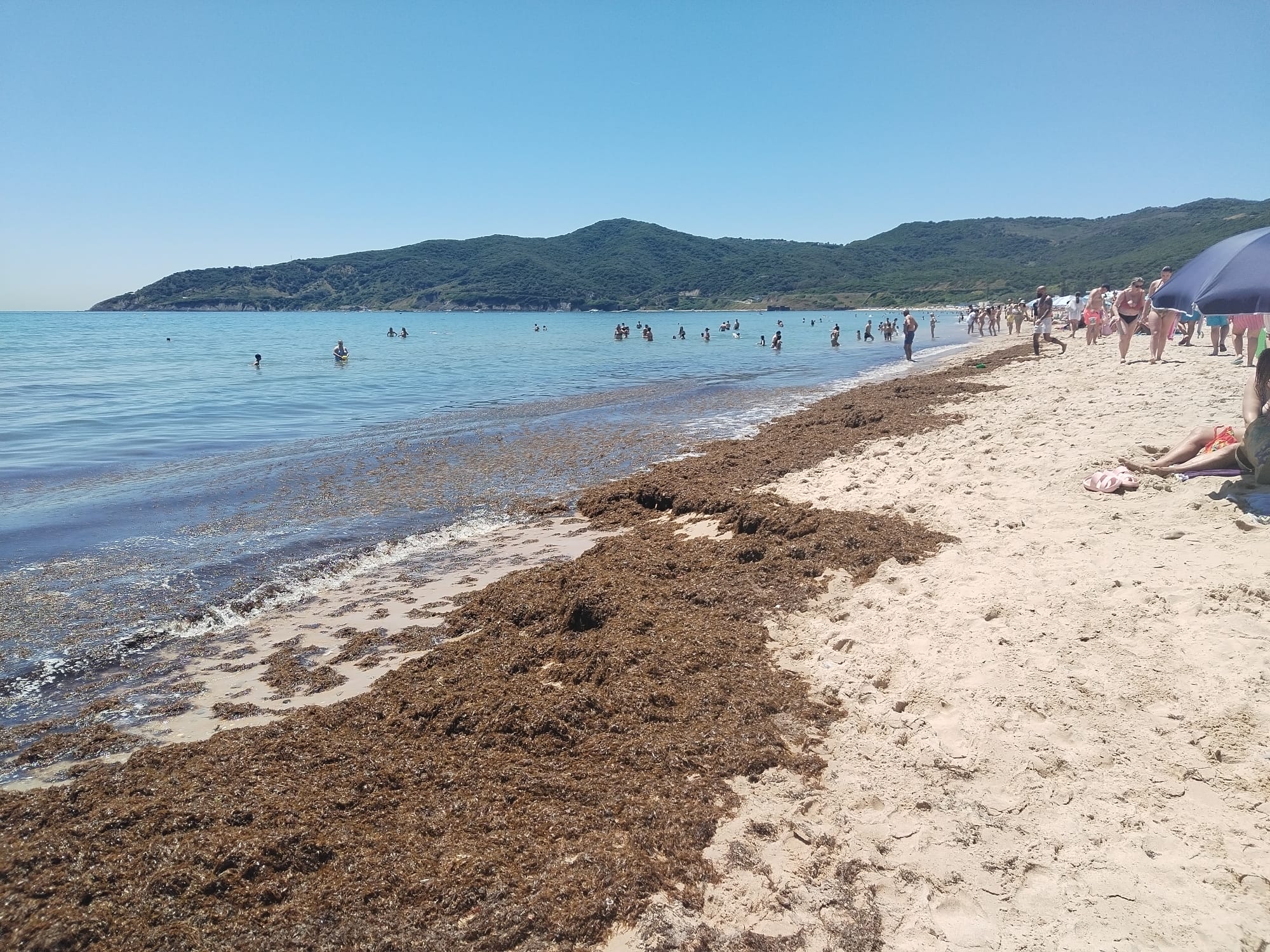 La playa de Getares se llena de nuevo de alga asiática