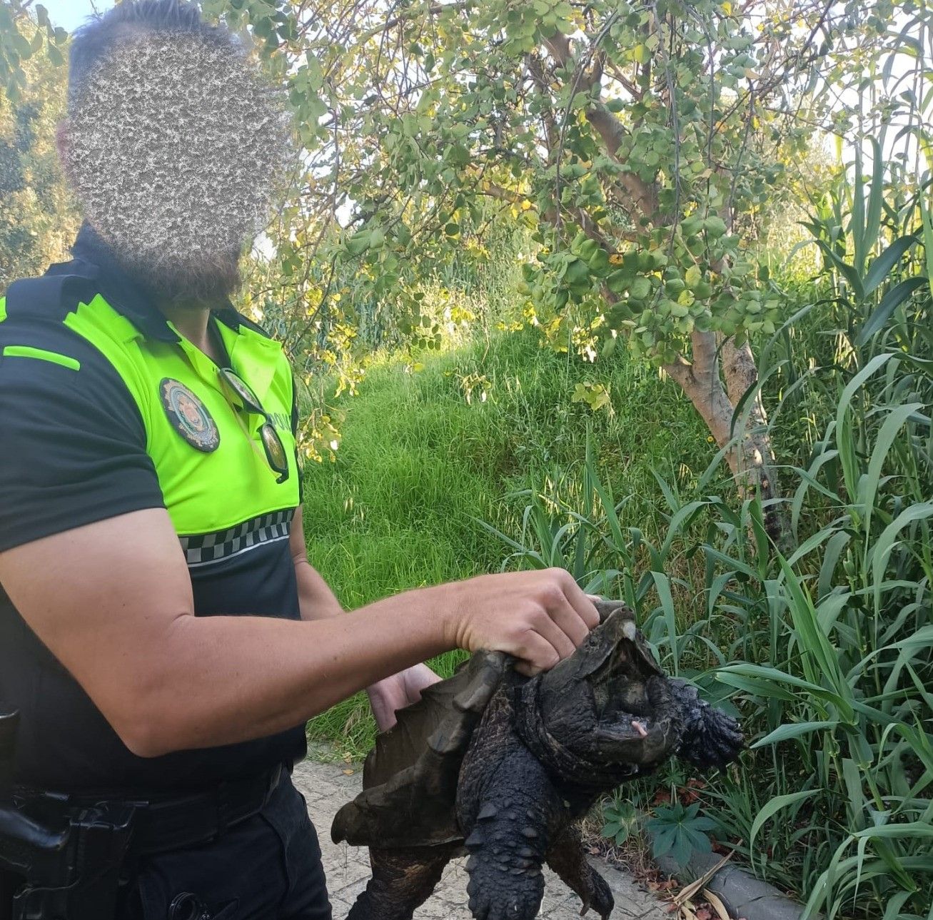 La Policía Local rescata en el río Pícaro una tortuga caimán de quince kilos .