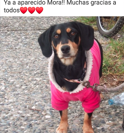 Alertan de una estafa en Algeciras: un individuo pide recompensas por perros perdidos que no tiene.