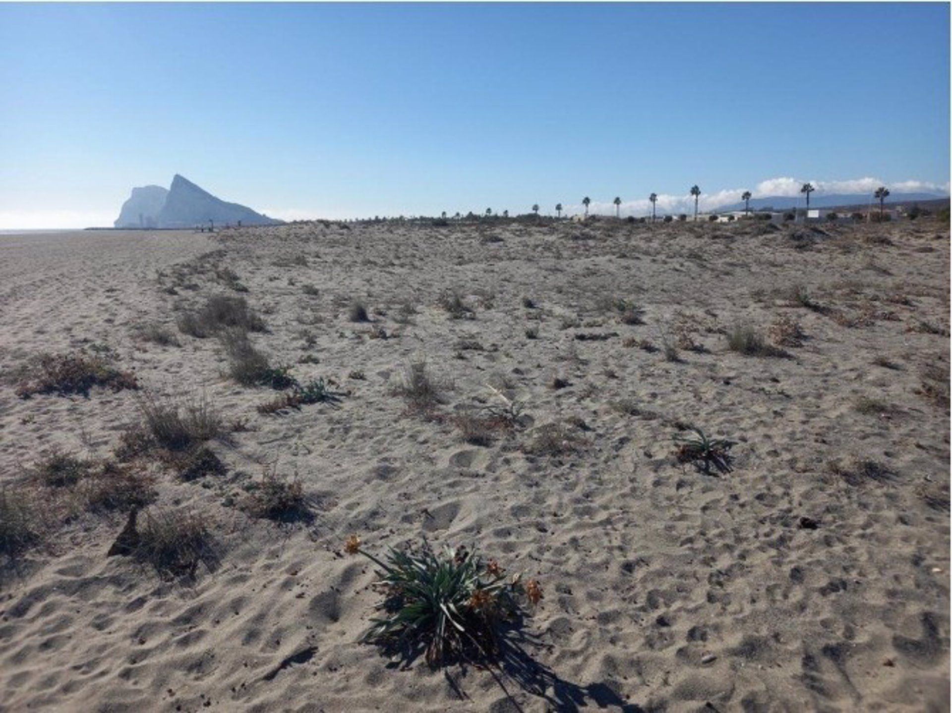 El Gobierno saca a licitación el proyecto de restauración del sistema dunar de la playa de Levante en La Línea.