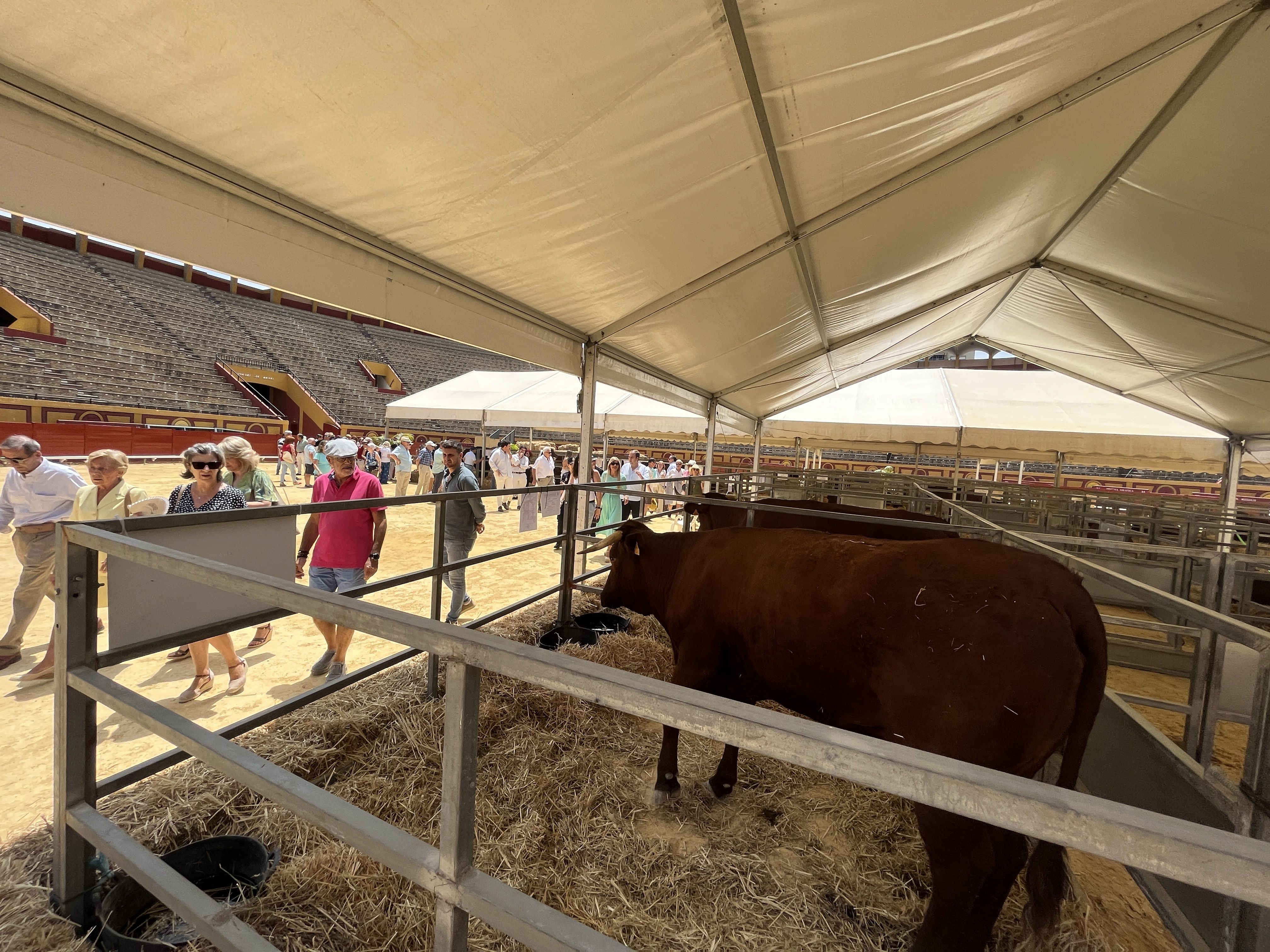 La vaca retinta, protagonista de la 174 Feria del Ganado de Algeciras