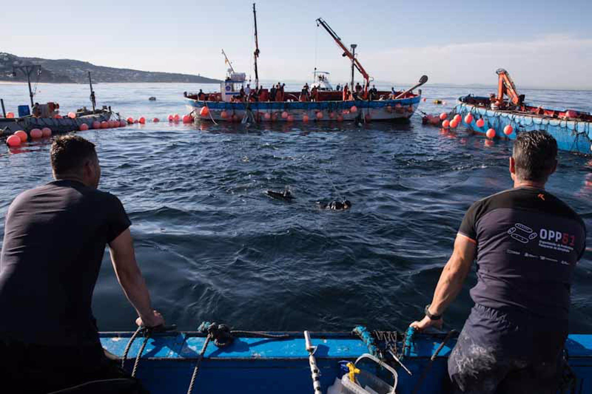 Varios pescadores durante una ‘levantá’ del atún de una de las almadrabas de OPP51. - Juanma Jiménez - Europa Press. Las almadrabas de la OPP51 terminan la temporada con 1.402 toneladas de atún capturado y reclamando más cuota