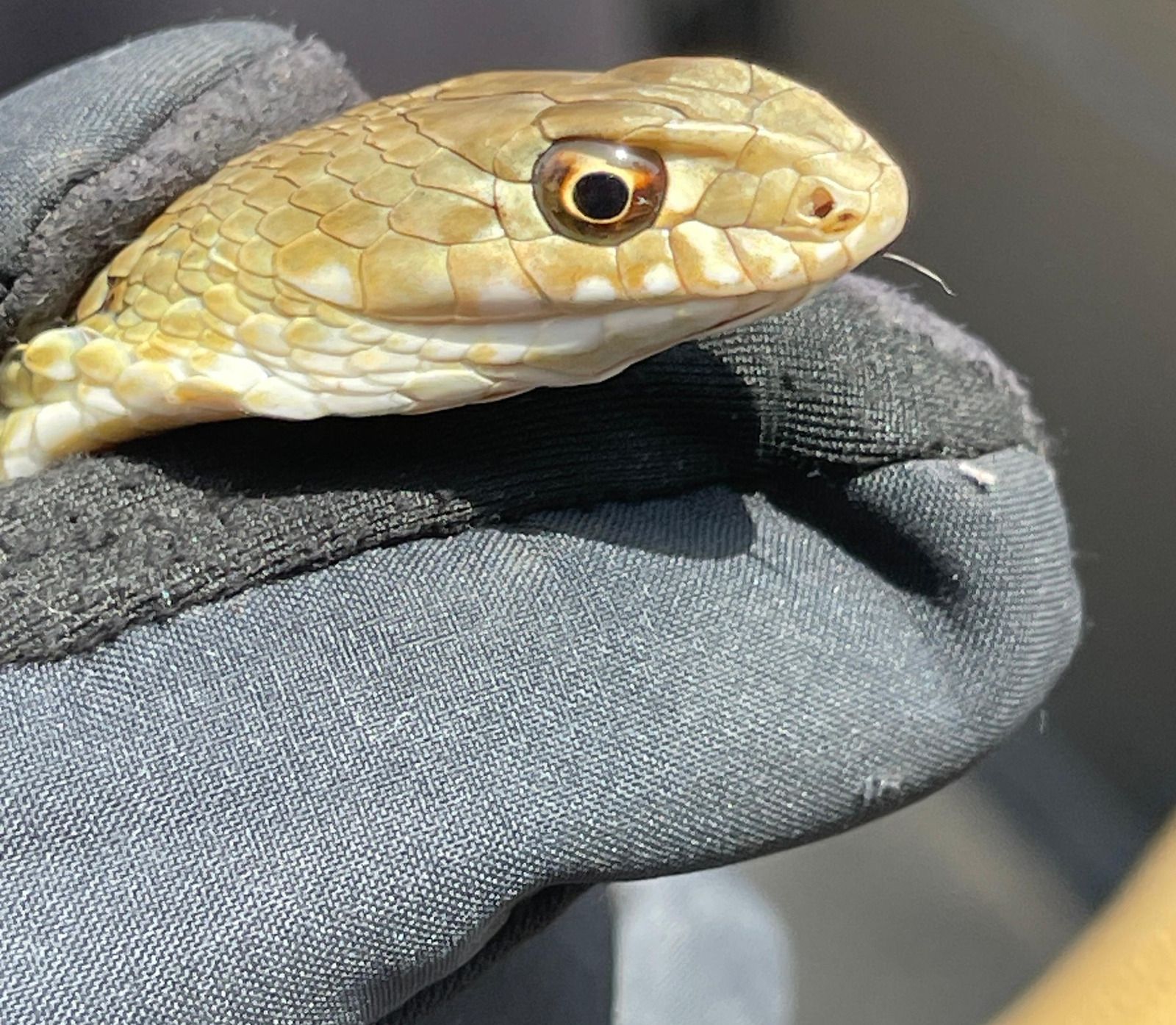 La Policía Local atrapa a una serpiente venenosa de más de un metro en una casa en la Colonia San Miguel.
