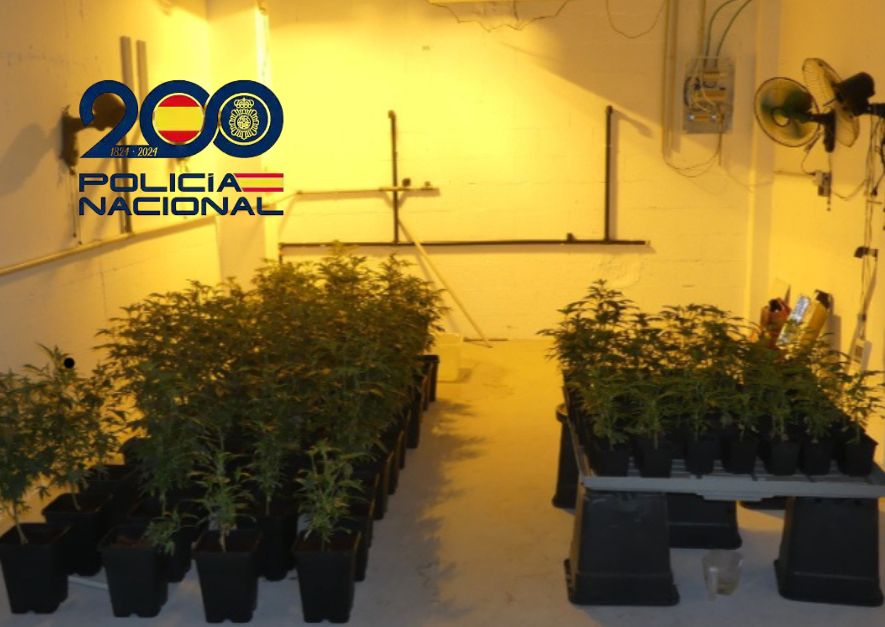 Destapan cultivos de marihuana en viviendas de lujo de La Alcaidesa