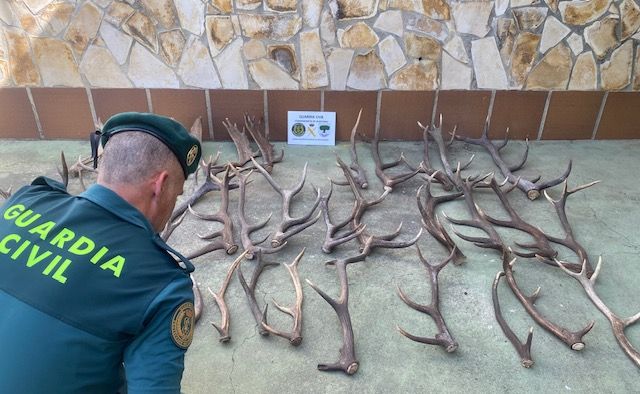 Intervienen más de 6 toneladas de cepas de brezo y 38 cornamentas de ciervos en Jimena de la Frontera 