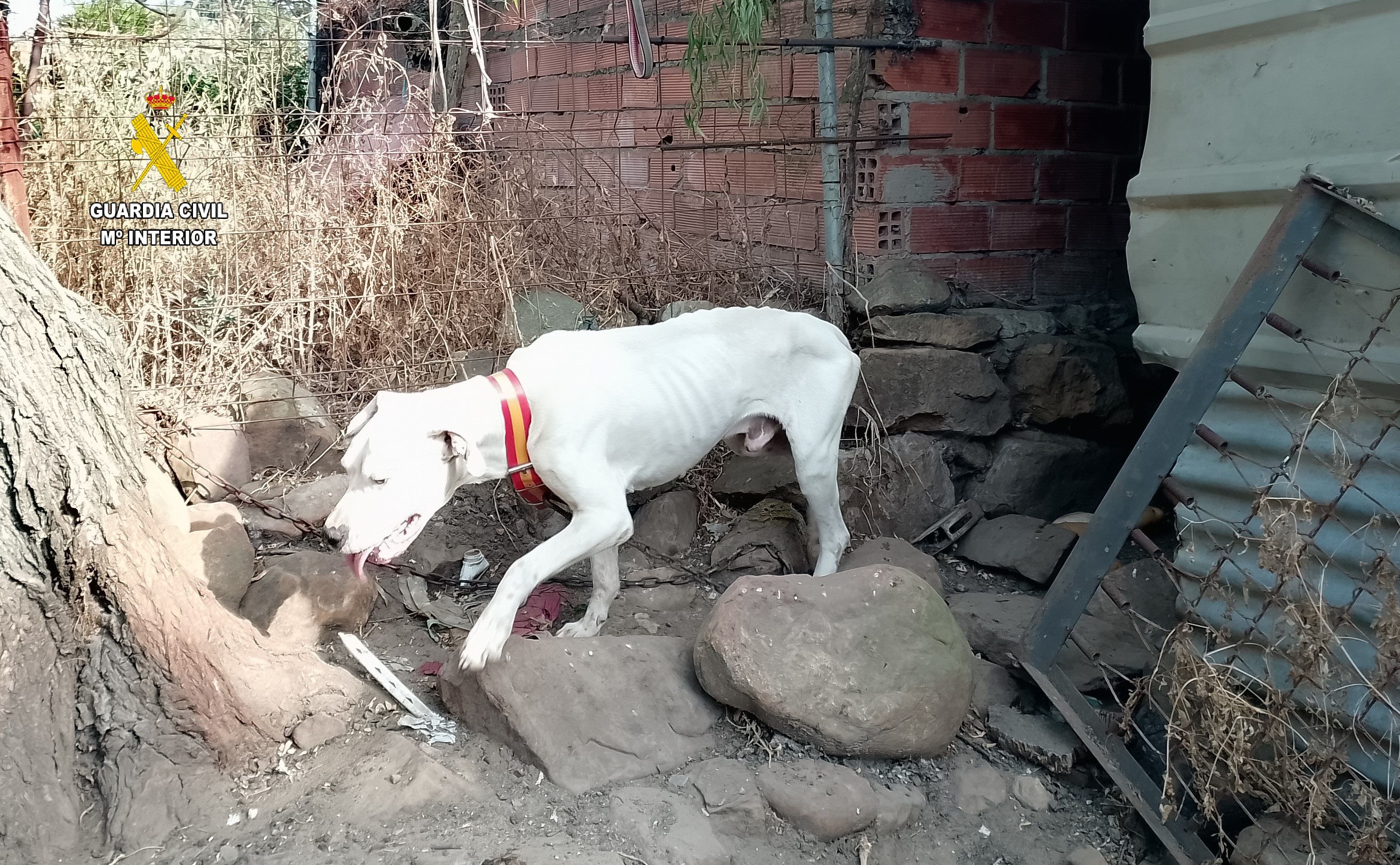 La Guardia Civil rescata a tres perros atados y desnutridos en un parcela en Tarifa.